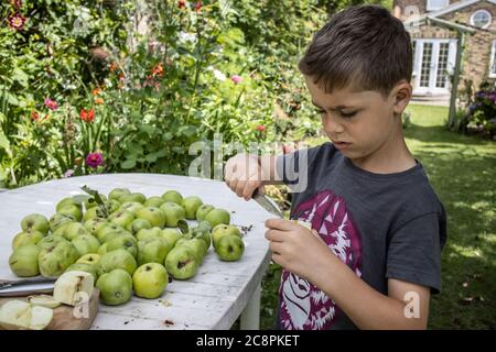 Familie bereitet selbst angebaute Bio-Kochäpfel in ihrem Garten, England, Großbritannien Stockfoto