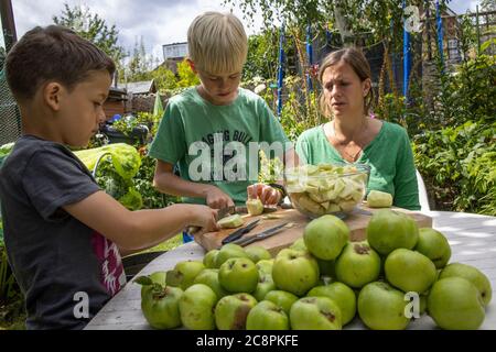 Familie bereitet selbst angebaute Bio-Kochäpfel in ihrem Garten, England, Großbritannien Stockfoto