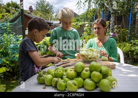 Familie bereitet selbst angebaute Bio-Kochäpfel in ihrem Garten, England, Großbritannien Stockfoto