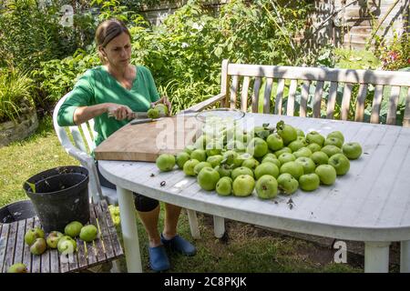 Familie bereitet selbst angebaute Bio-Kochäpfel in ihrem Garten, England, Großbritannien Stockfoto