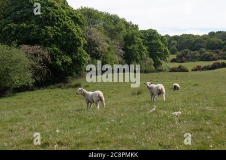 An English countryside view with fields and trees, and three lambs in the middle distance Stockfoto