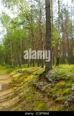 Sommer grüne Pilzwaldlandschaft am Morgen in Weißrussland. Naturwald, Mischwald mit Kiefern und Birken, vertikales Bild Stockfoto