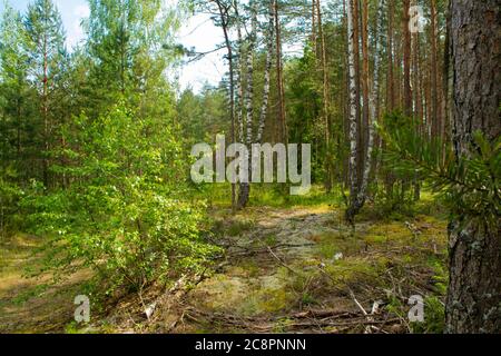 Schöner Sommerwald mit verschiedenen Bäumen, Mischwald in Weißrussland, Zeit für Pilze Stockfoto