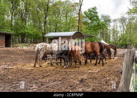 Gruppe von verschiedenen Pferden außerhalb Essen Heu in einem Bauernhof Stall. Stockfoto