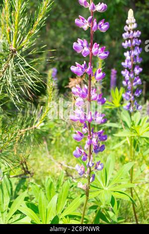 Blühende Lupinenblüten - Lupinus polyphyllus - wilder Wald Weißrussland. Vertikales Bild Stockfoto