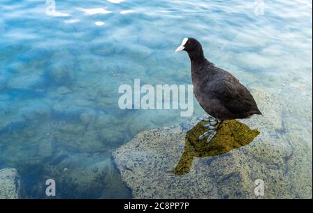 Gemeiner Ruß steht auf dem Stein im See, Wildtiere Natur. Stockfoto