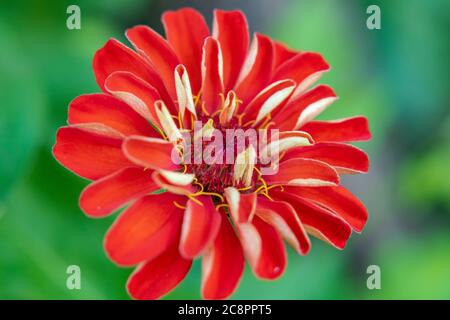 Nahaufnahme von roten Zinnia elegans ffower in Blüte Stockfoto