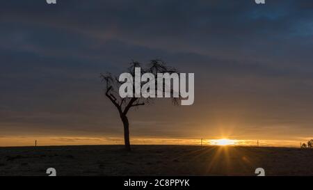 Einsamer Baum auf dem Feld bei Sonnenaufgang und Weidezaun im Hintergrund Stockfoto
