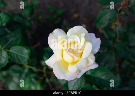 Perfekte weiße Rose wächst im Garten Stockfoto