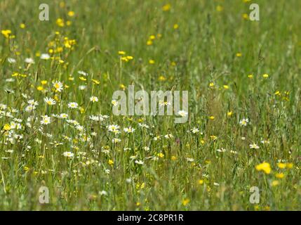 Ochsenauge-Gänseblümchen, Chrysanthemum leucanthemum, wächst im Feld, Worcestershire, Großbritannien. Stockfoto