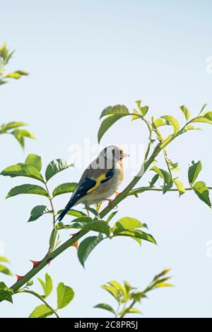 Goldfinch, Carduelis carduelis, alleinerziehend in Bush, Worcestershire, Großbritannien. Stockfoto