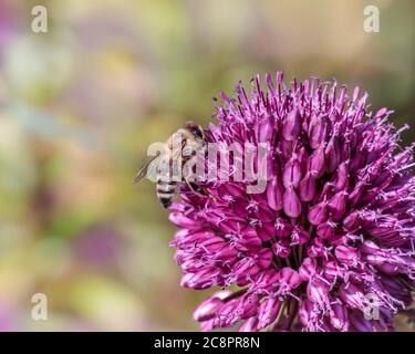 Eine Ansicht auf Augenhöhe, von der Seite, einer haarigen Honigbiene mit ihren segmentierten Beinen, die Nektar aus einer leuchtend violetten Allium sphaerocephalon Blume sammelt. Stockfoto