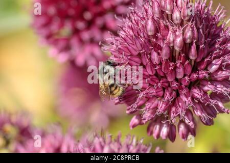 Eine Ansicht auf Augenhöhe, von der Seite, einer Honigbiene mit Pollen auf den Beinen, die Nektar aus leuchtend violetten Allium sphaerocephalon Blüten sammelt. Stockfoto