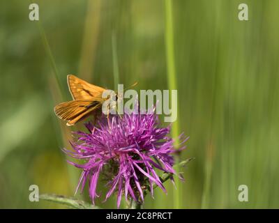 Große Skipper, Ochlodes venatus, alleinstehenden Fütterung auf gemeinsame Flockenblume, Centaurea nigra, Worcestershire, Großbritannien. Stockfoto