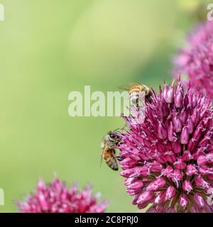 Zwei Honigbienen sind damit beschäftigt, Nektar zu sammeln und ein leuchtend violettes Drumstick-Allium (A. sphaerocephalon) mit verschwommenem grünem Hintergrund zu bestäuben. Stockfoto