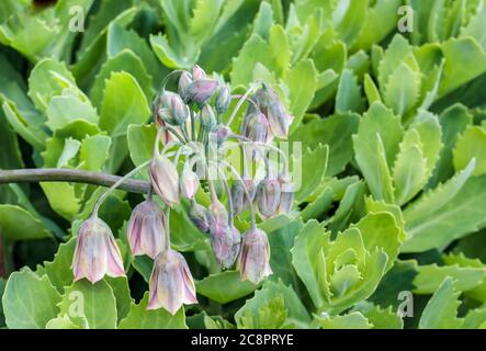 Eine nickende Gruppe von zarten violett-getönten, wachsartigen Nectaroscordum-Blüten überhängt das leuchtend grüne, robuste, saftige Laub des 'Autumn Joy'-Sedum. Stockfoto