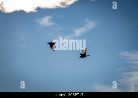 Zwei Krähen fliegen in der Luft, wolkig Himmel im Hintergrund, im Freien Stockfoto