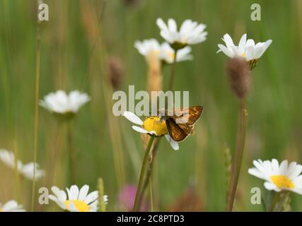 Großer Skipper, Ochlodes venatus, alleinerziehender Erwachsener auf Augendaisy, Chrysanthemum leucanthemum, in Meadow, Worcestershire, UK. Stockfoto