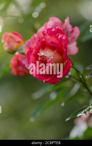 Schöne zweifarbige Blume Iguana. Schöne rote Rose. Kombination von Zitronengelb zu rot. Stockfoto