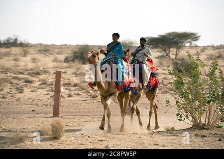 Männer reiten Kamele in der Thar-Wüste, Rajasthan, Indien. Stockfoto