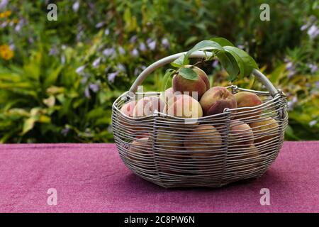 Ernte reife Pfirsiche in einem Eisenkorb auf einem Tisch im Garten, Closeup Stockfoto