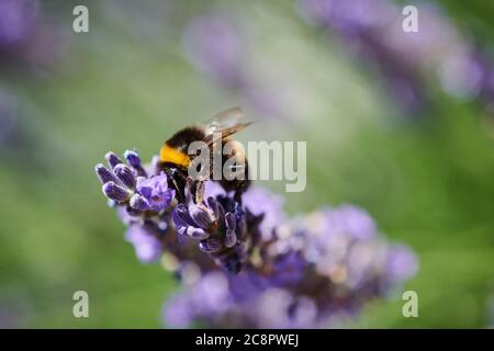 Hummel auf dem Lavendel Stockfoto