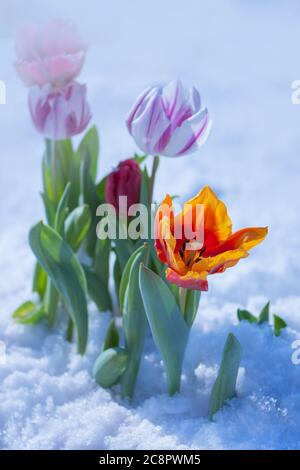 Gemischte Tulpen unter Frühlingsschnee im april. Atypischer Schneefall im Frühjahr Stockfoto