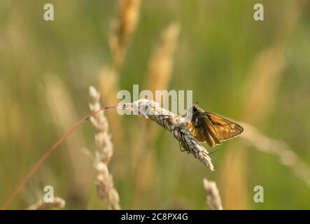 Großer Skipper, Ochlodes venatus, alleinerziehender Erwachsener, der auf Graskopf auf Wiese, Worcestershire, Großbritannien, ruht. Stockfoto