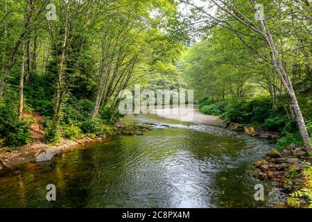 Ruhiger Fluss in der Nähe von Ketchikan, Alaska, der Lachshauptstadt der Welt. USA Stockfoto