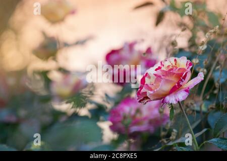 Gestreifte gelbe und rote Rose gewachsen. Zweifarbige gelbe Rosenblüte mit roten Streifen. Stockfoto