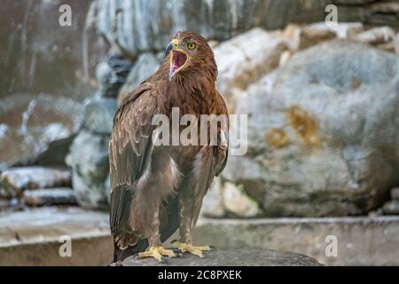 Der Greifvogel Steppe Eagle sitzt mit offenem Schnabel zwischen den Steinen und schaut genau hin. Aquila nipalensis Stockfoto