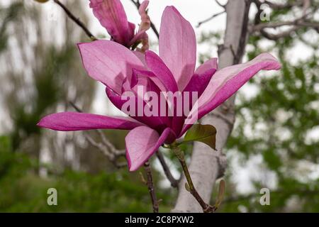 Blüten der Magnolie 'Galaxy' (Hybrid zwischen M. liliiflora 'Nigra' x M. springeri 'iva') Stockfoto