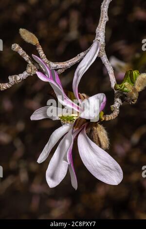 Blüten von Magnolia x Loebneri (M. kobus x M. stellata 'Ballerina') Stockfoto