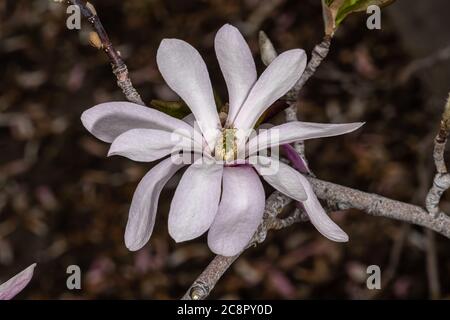 Blüten von Magnolia x Loebneri (M. kobus x M. stellata 'Ballerina') Stockfoto