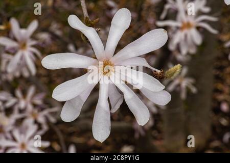 Blüten von Magnolia x Loebneri (M. kobus x M. stellata 'Ballerina') Stockfoto