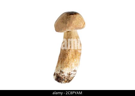 Boletus edulis Pilz isoliert auf weißem Hintergrund aus nächster Nähe Stockfoto