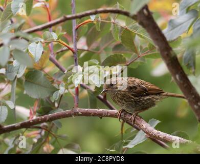 Dunnock, Prunella modularis, einzelne juvneile auf Zweig thront. Worcestershire, Großbritannien. Stockfoto