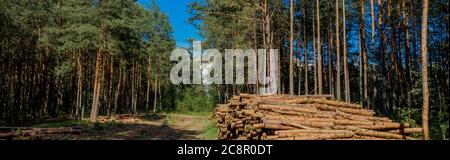 Einen Baum Fällen. Holzstämme aus einem Kiefernwald. Wald aus Kiefer und Fichte. Holzeinschlag, Holzeinschlag, Forstwirtschaft. Konzept für den Waldschutz Stockfoto