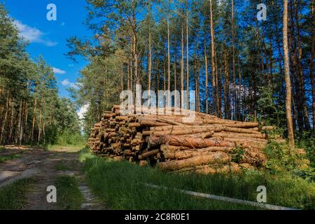 Einen Baum Fällen. Holzstämme aus einem Kiefernwald. Wald aus Kiefer und Fichte. Holzeinschlag, Holzeinschlag, Forstwirtschaft. Konzept für den Waldschutz Stockfoto