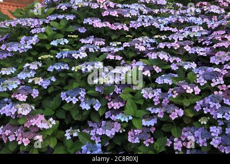 Hortensia macrophylla 'Blue Wave', Hortensia mariesii 'Perfecta', Hortensien. Stockfoto
