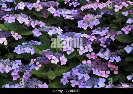 Hortensia macrophylla 'Blue Wave', Hortensia mariesii 'Perfecta', Hortensien. Stockfoto