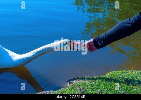 Die Hand eines Mannes füttert einen Schwan im See mit Brot. Foto Stockfoto