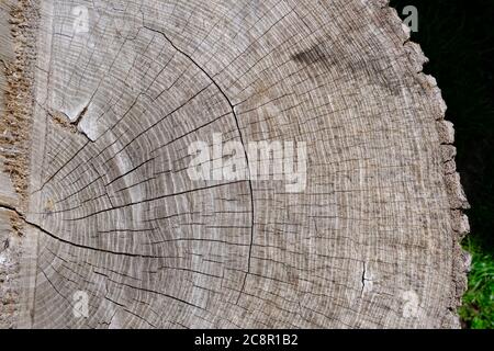 Holzstruktur. Großer Baumstamm mit vielen winzigen Rissen und grau gealterter Farbe. Stumpf zeigt die altersbestimmenden Ringe eines Baumes. Stockfoto