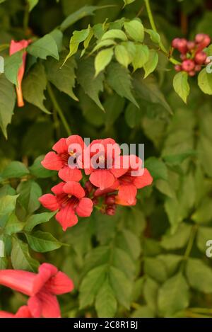 Schöne rote Blüten der Trompetenrebe oder Trompetenschrecke Campsis radicans. Campsis Flamenco leuchtend orange Blumen, die sich über den Zaun in greene winden Stockfoto