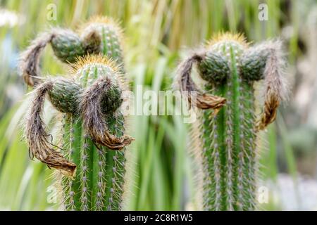 Echinopsis spachiana AKA Goldene Fackel Stockfoto