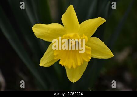 Nahaufnahme der Narzissen-Blume (Narzisse) Stockfoto