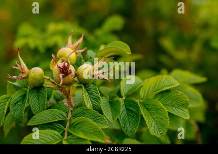 Rosa rugosa, faltige Rose, reifend, kugelige Frucht auf grünen Büschen Stockfoto