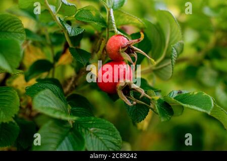 Rosa rugosa, faltige Rose, reifend, kugelige Frucht auf grünen Büschen Stockfoto