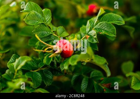 Rosa rugosa, faltige Rose, reifend, kugelige Frucht auf grünen Büschen Stockfoto