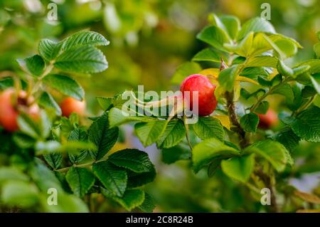 Rosa rugosa, faltige Rose, reifend, kugelige Frucht auf grünen Büschen Stockfoto